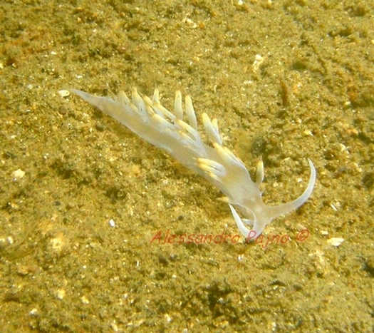 Flabellina babai Schmekel, 1972